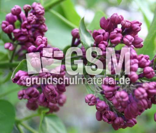 Fliederknospen-lila.jpg